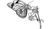 Our Artwork image of a Butterfly & Plant